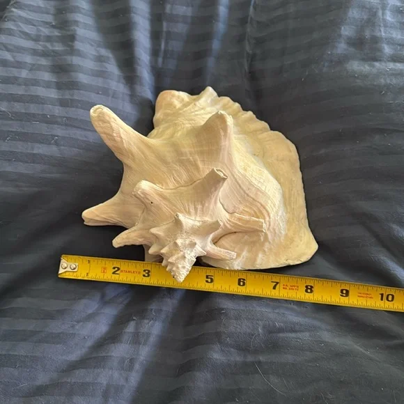 Large Queen Conch Shell Natural - Picture 5 of 6